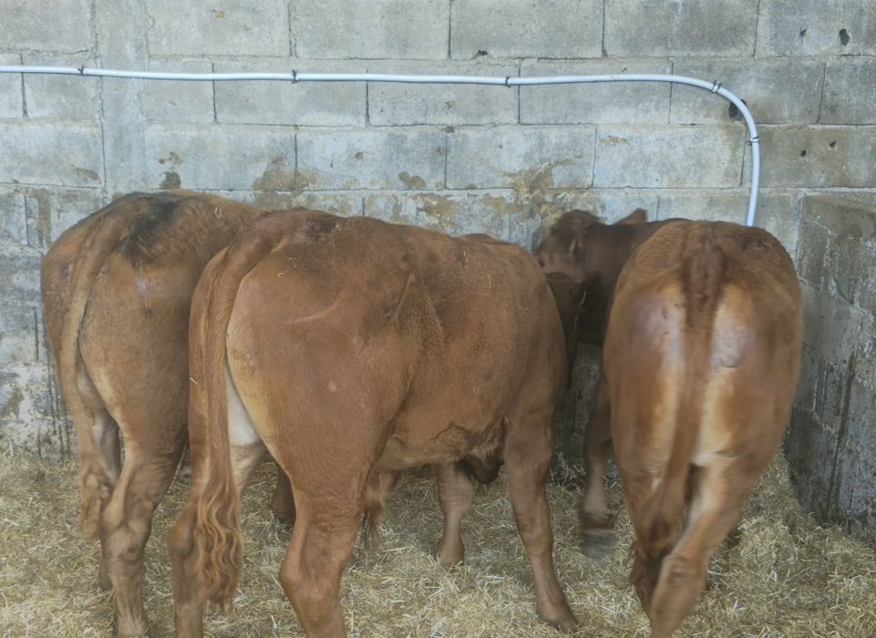 Lote 7 Vitelos cruzados limousine e angus