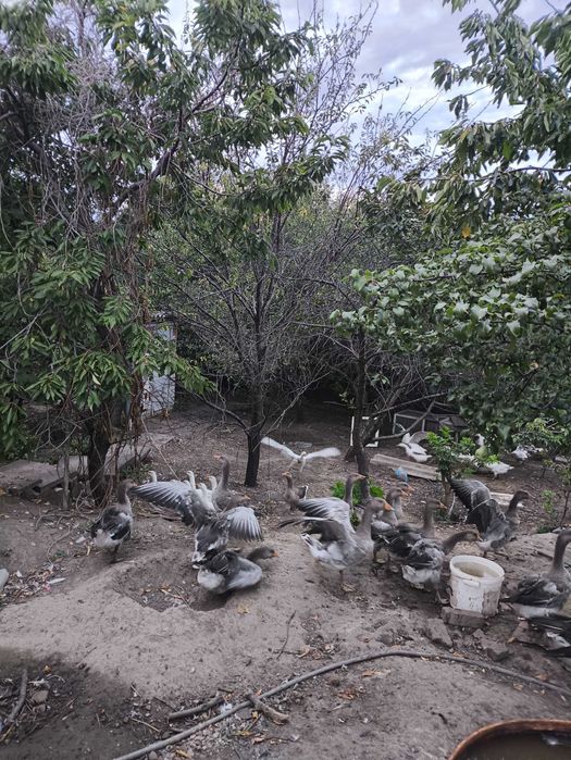 Продам бройлеров -гусей  ,гусиное яйцо -куриное яйцо