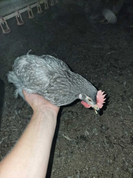 NIOSKI młode od Hodowcy ! Kury zdrowe z jajkiem ! PROMOCJA ! Zapraszam