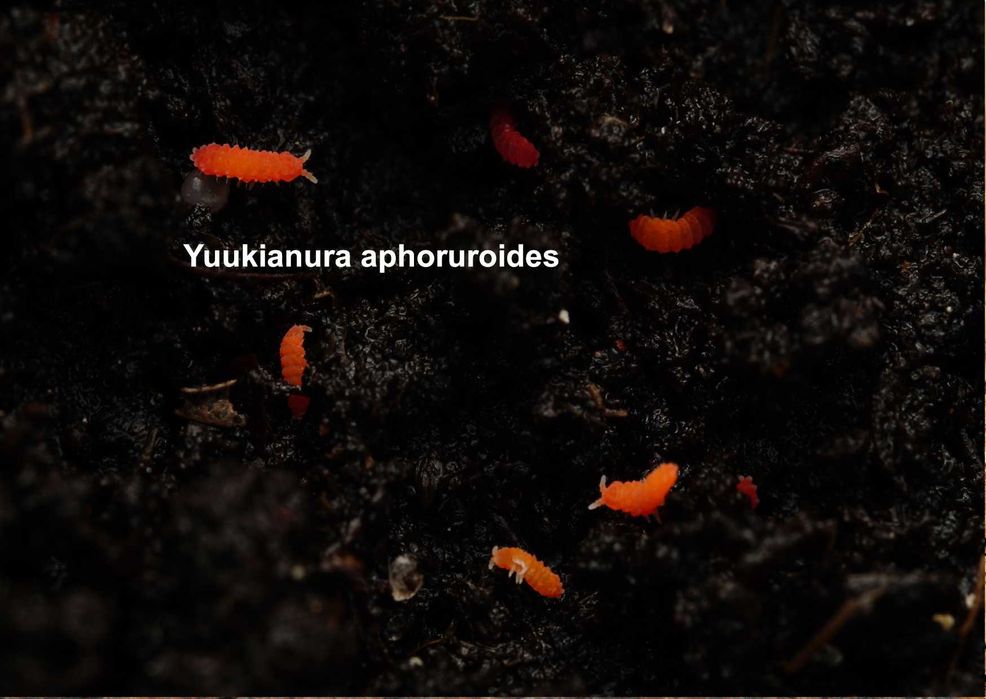 skoczogonki ekipa sprzątająca springtails