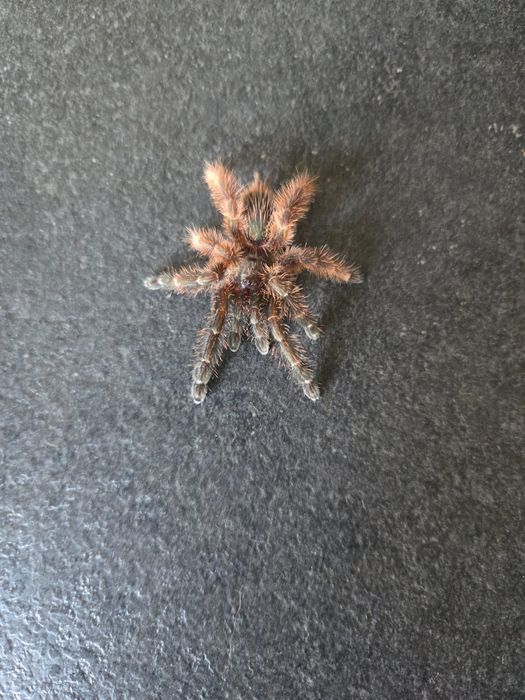 Samica  Psalmopoeus Victori L9