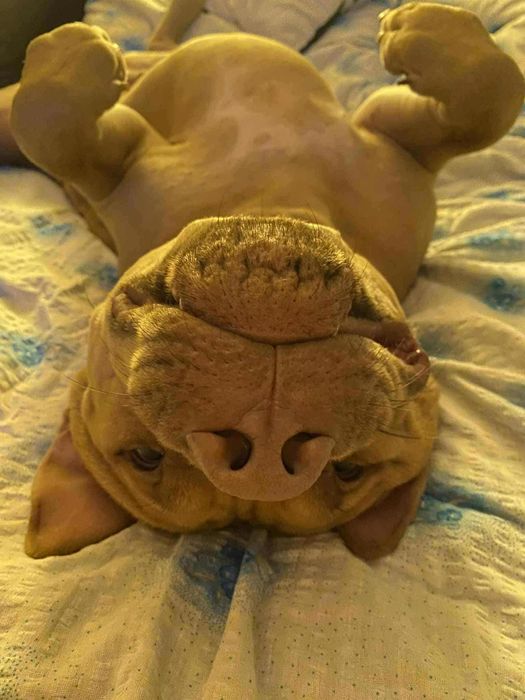 Do wydania Pitt Bull