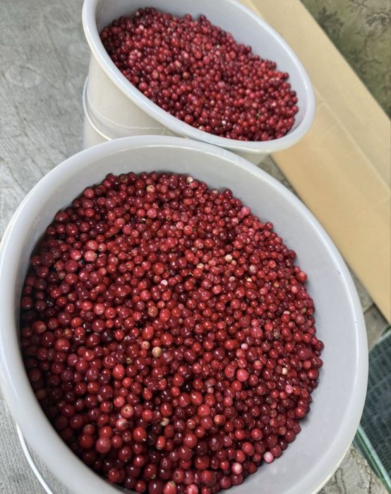 Borowka czerwona lesna 5kg