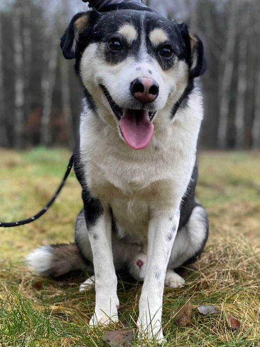 Pies do adopcji / pies szuka domu /