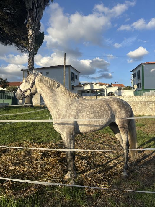 Cavalo lusitano inteiro 5 anos