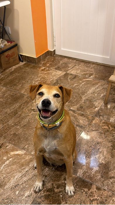 Hotel para Cães hospedagem familiar / Petsitting ao Domicilio