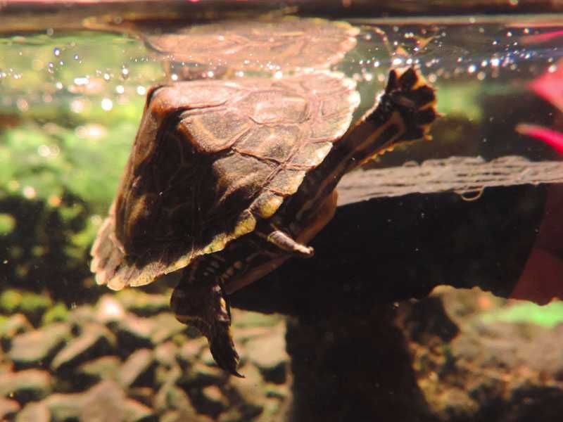 Żółw wodno-lądowy, hieroglifowy, 1 roczek.