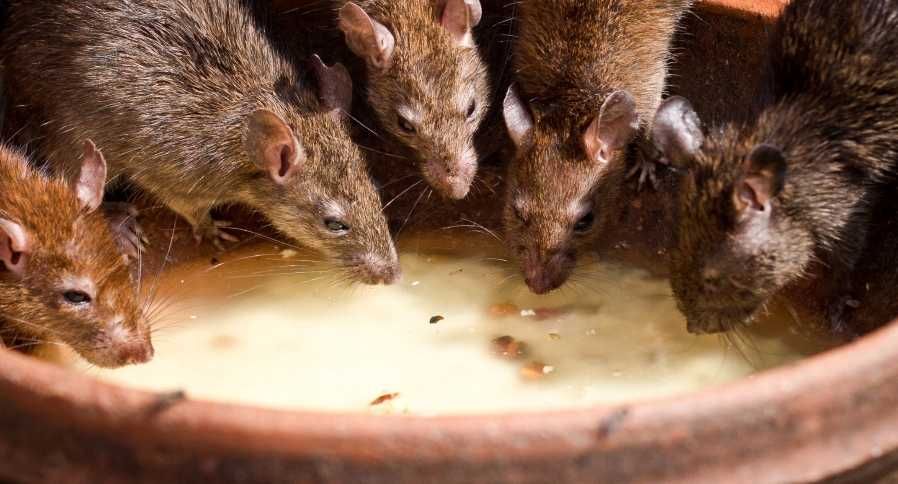 RATIMOR trutka na szczury i myszy granulat 3kg