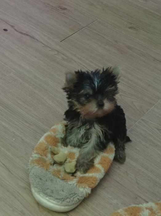 Хлопчики і дівчатка йорки мікро