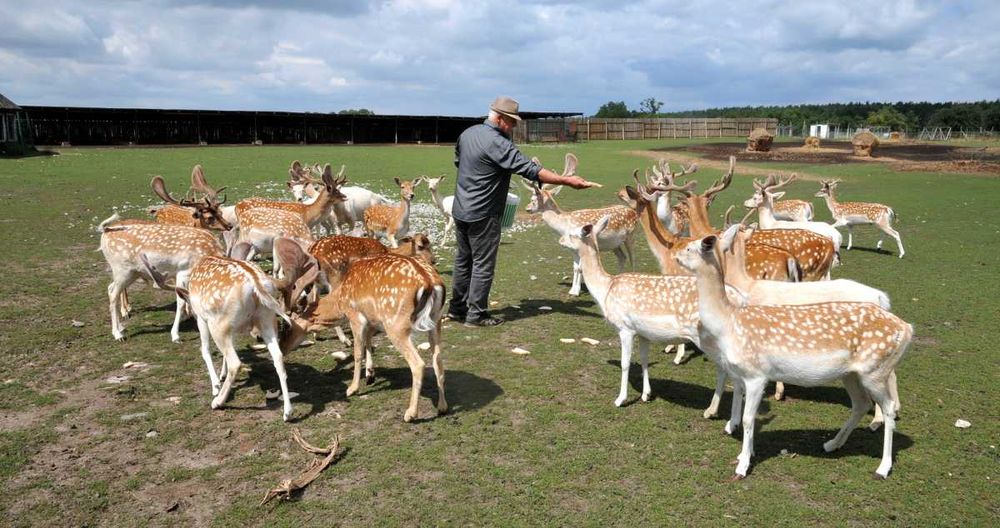 Daniele sprzedam. Dobry materiał hodowlany. Dowolne ilości.