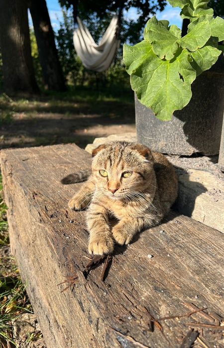 Дві молоді висловухі киці — лагідні, привчені до лотка (можна окремо)