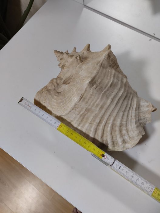 Морська ракушка велика