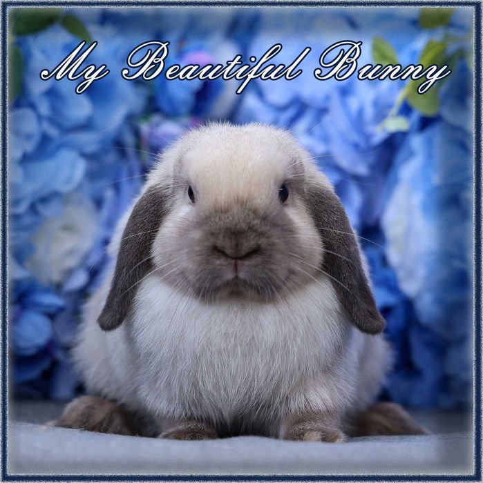 Piękny Młody Królik Mini Lop - Seal Point
