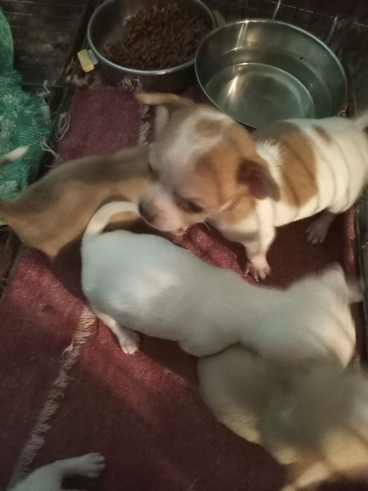 Чихуахуа хлопчик стандарт