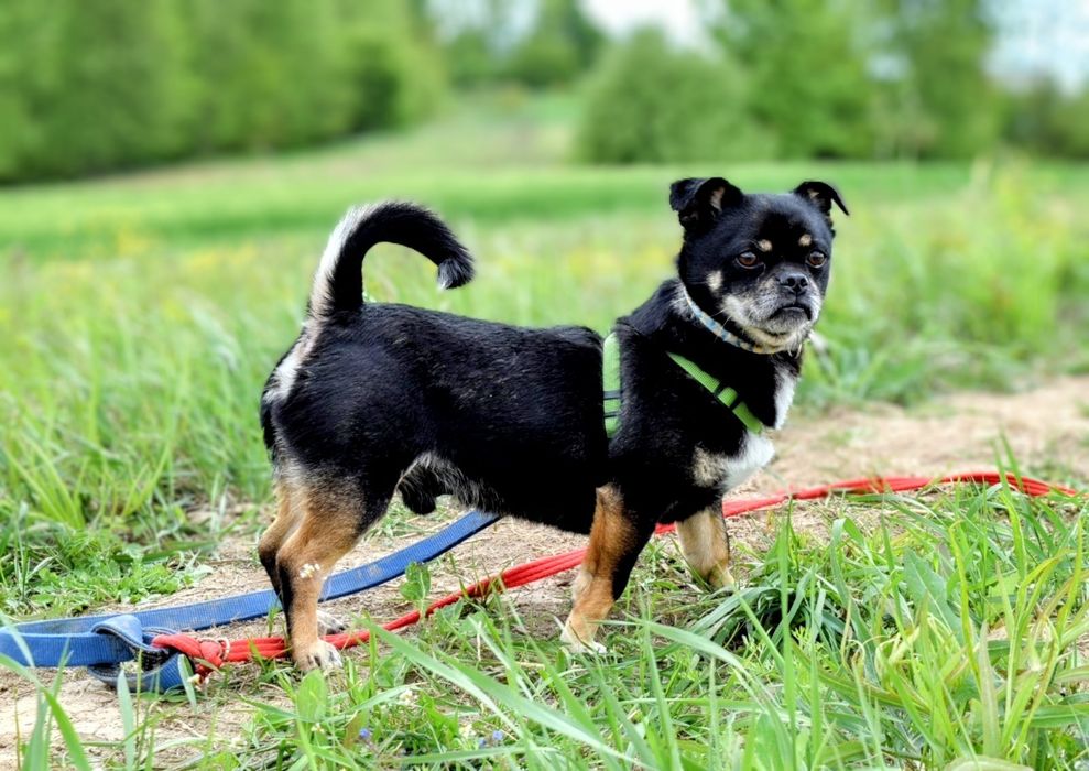 Mały, charakterny piesek szuka domu