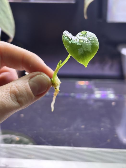 Anthurium Sherpa X FSRL