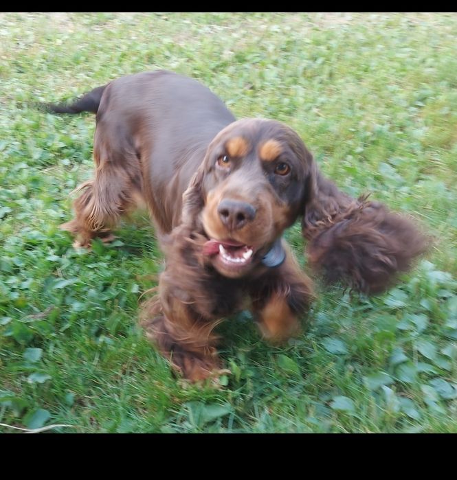 Cocker spaniel angielski