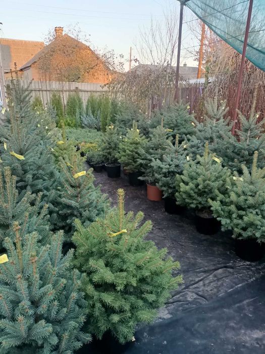 Ялинка блакитна Кейбаб  Коніка Жива Ялинка в горщику на Новий рік