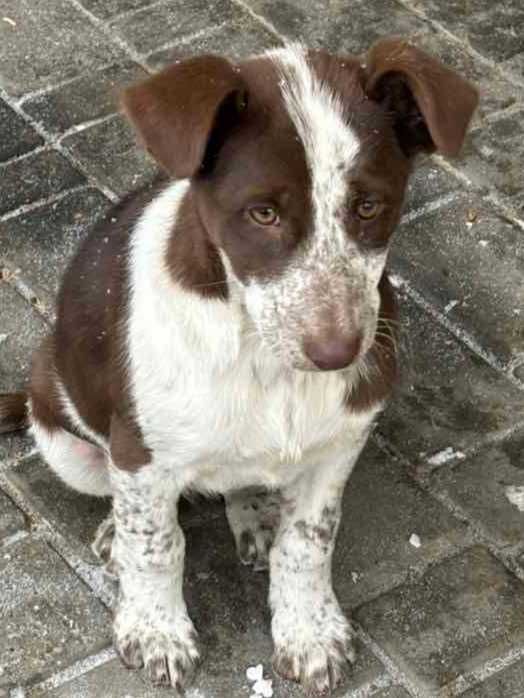 Цуценя шукає господаря