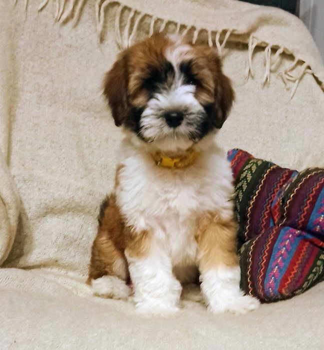 Terier Tybetański szczenięta - Karmel z Helmowego Jaru  ZKwP rodowód