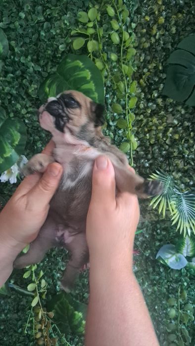 Bulldog francês  fawn