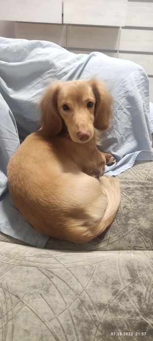 ВЯЗКА кобель таксы длинношерстной кремовый окрас