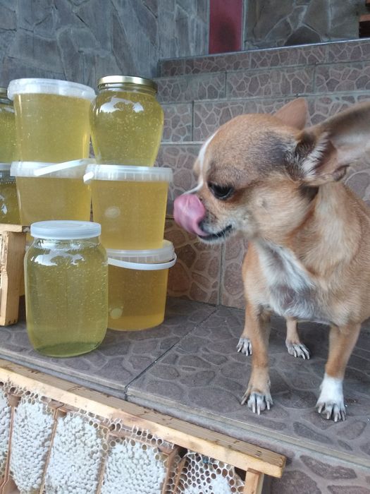 Продам бджолосім'ї,пасіку,суш