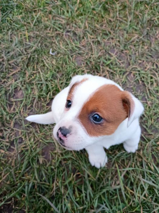 Jack Russell terrier Szczeniak