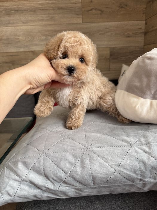 Неймовірна красуня міні мальтіпу F-2