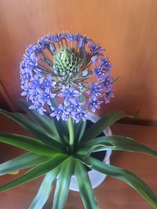 Planta de bolbo  cor violeta