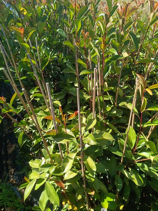 Photinia para jardim