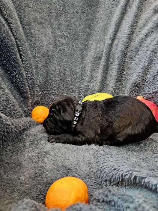 Цуценята Кане Корсо