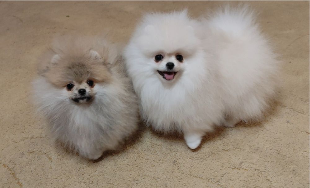 Красунчик КСУ - FCI