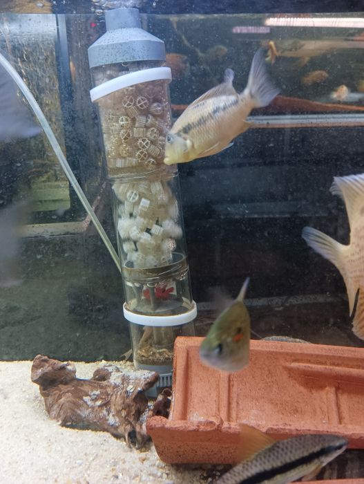 metynnis maculatus 10cm