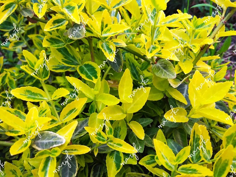 Сумах. Клематис. Бересклет. Лилии. Ирисы. Спирея. Тюльпаны.