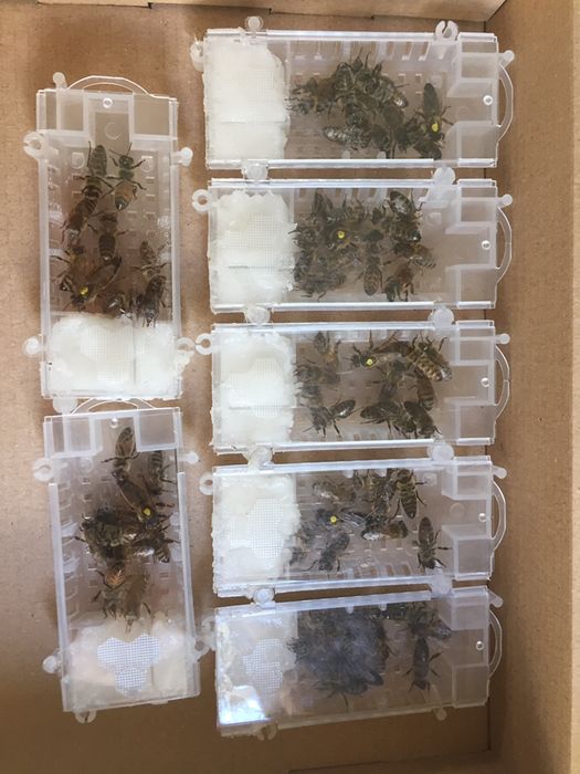 Матки    БАКФАСТ