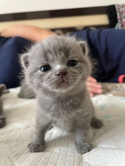 Віддам котика на вʼязку
