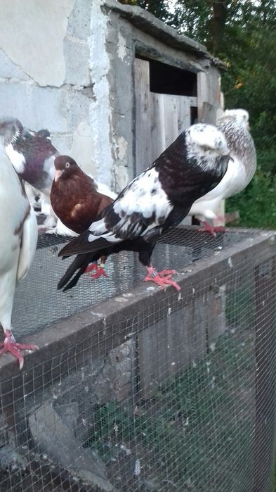 Garlacze stawaki polskie