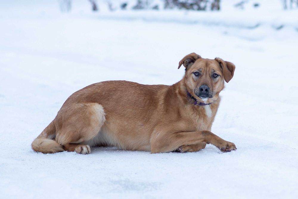 Віддам в добрі руки розумну молоду собаку Едіс.