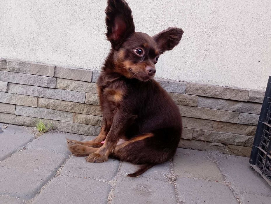 Пропоную для в'язки