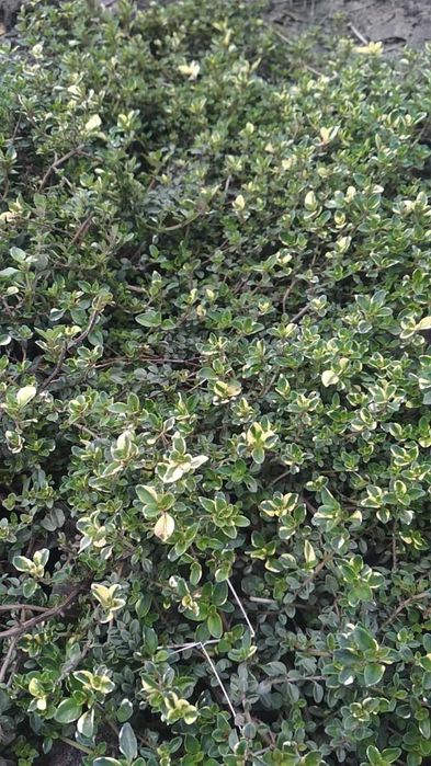 Тим'ян 4 вида. Чабер. Пряні трави. Саджвнці