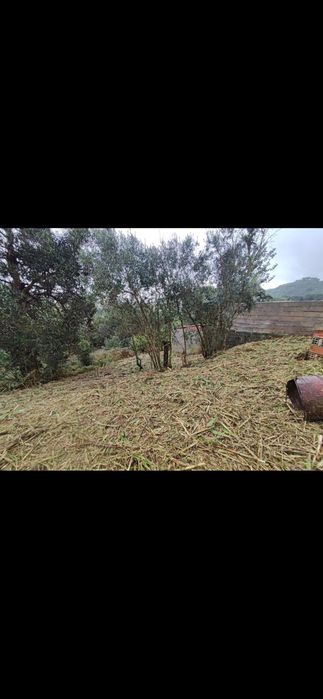Limpeza terrenos