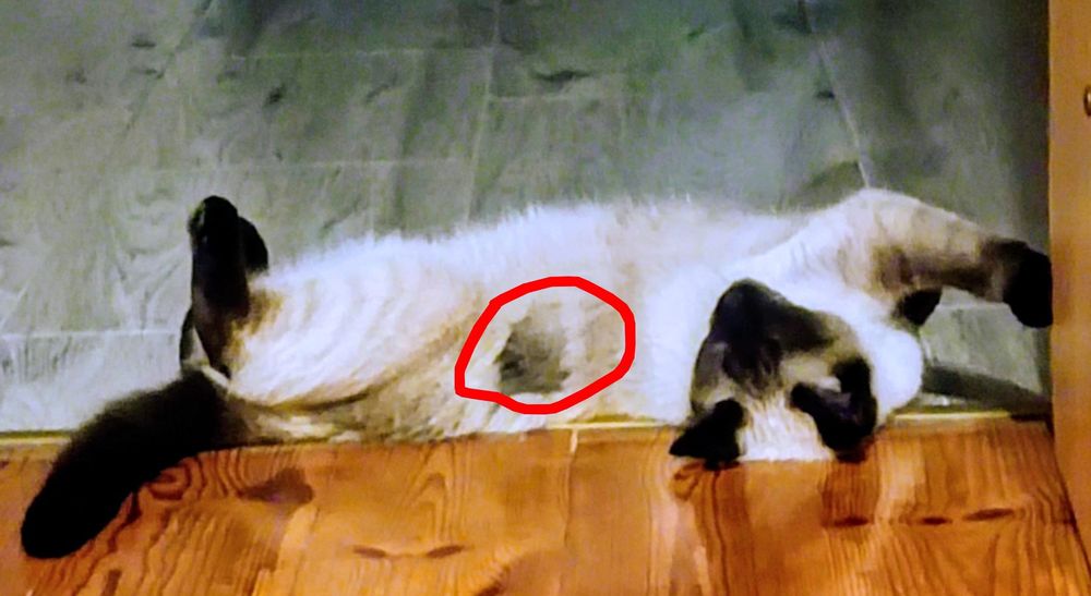 Zaginęła kotka syjamka