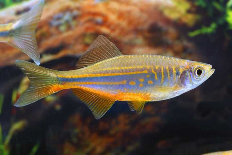 Danio malabarski (Devario malabaricus) WYSYŁKA AKWAWIN