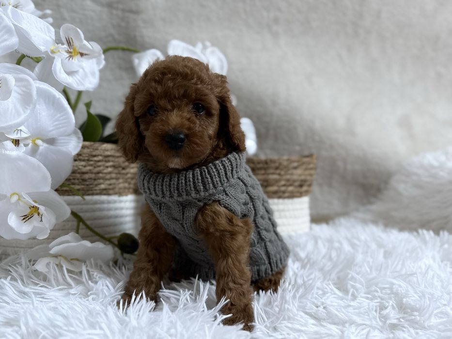 Pudel Toy/Miniatura, red, piesek , REZERWACJA