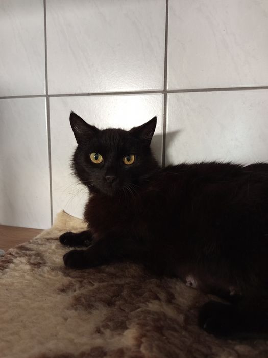 Czarna koteczka szuka rodziny
