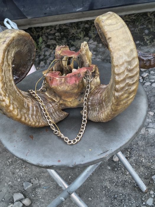 Rogi muflona       rzadkie znalezisko