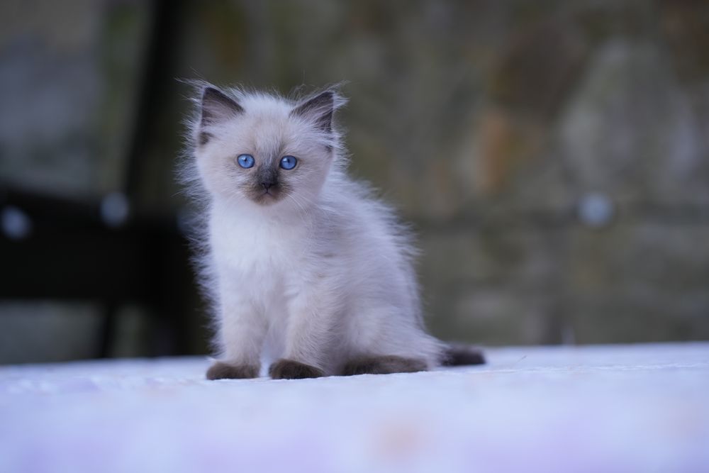 Kotka ragdoll odbiór lipiec Cattris
