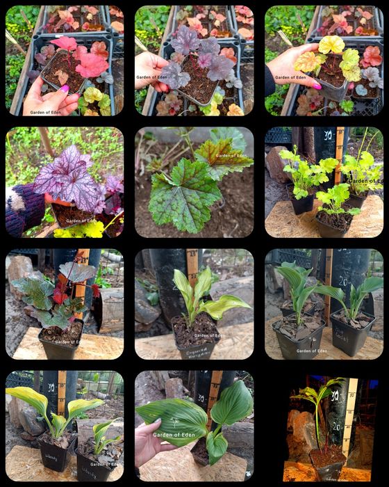 Саженцы декоративных растений. ландшафт. декоративні рослиникустарники