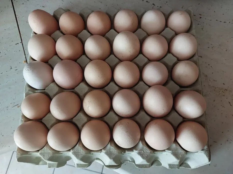 Jajka wiejskie z wolnego wybiegu duże